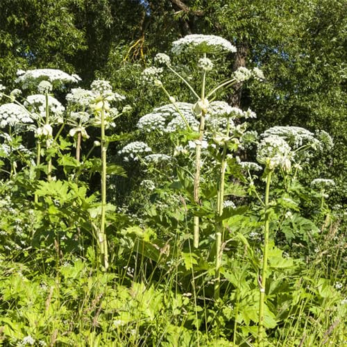 levístico - resistentes variedades antiguas orgánico jardín 80semillas