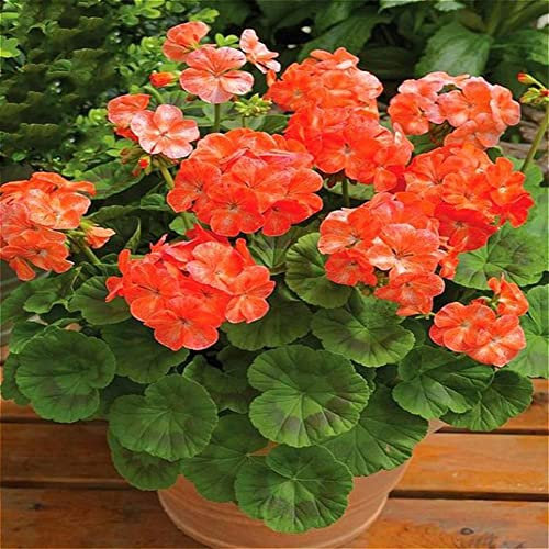 Haloppe 200 Stücke Geranium Blumen Pflanzen Samen für Hausgarten Pflanzen, Geranium Samen Blume Pflanze Büro Bonsai Hausgarten Balkon Yard Decor Geraniensamen