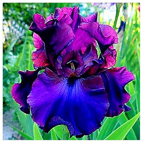 Iriszwiebeln,Gartenpflanzen,Winterharte,Schwertlilien Kaufen,SchmetterlingsföRmige,Mehrjährig Stauden,Winterhart Mehrjährig,Schwertlilien Winterhart Knolle-5zwiebeln-A