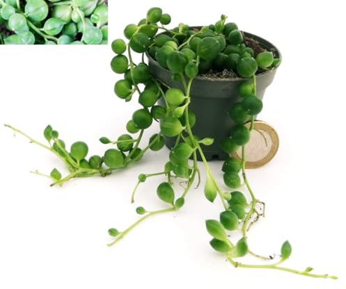 POWERS TO FLOWERS - SENECIO ROWLEYANUS, COLLANA DI PERLE, MINI IDEALE PER TERRARIUM, pianta vera