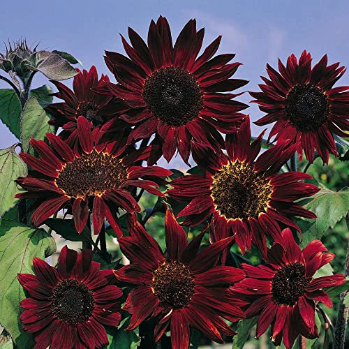 Sunflower Helianthus annuus Seeds 'Claret' F1 Hybrid Mid-Height Hardy Annual Chocolate Brown Blooms Easy to Grow Your Own Garden Flowers 1x Packet (Approx. 20 Seeds) by Thompson and Morgan