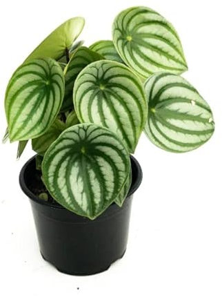 DECOALIVE Begonia Sandría Peperomia Argyreia Planta de Interior Natural