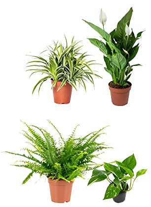 DECOALIVE | Clorophytum, Spathiphyllum, Helecho y Pothos | Plantas Que Necesitan Poca Luz