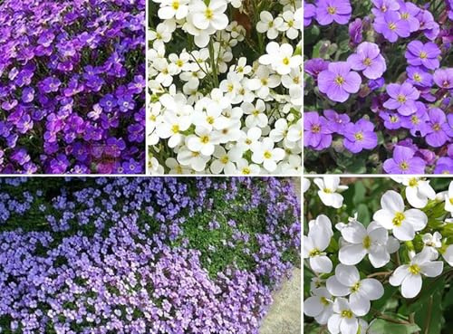 Purple Rock Cress Seeds Ground Cover Rockcress Aubrieta Flowers Seed Bulk Flower Perennial 500pcs