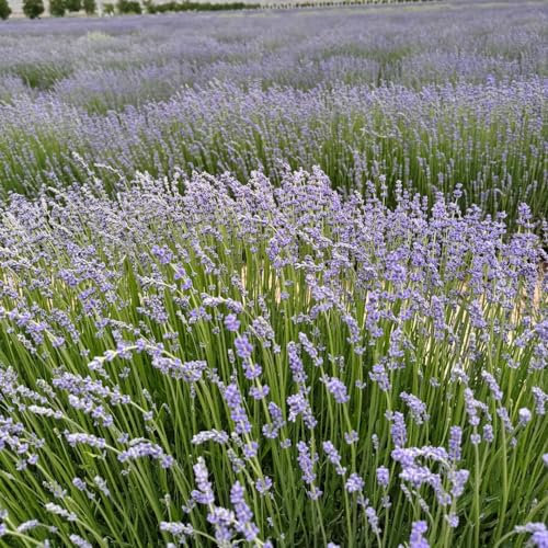 1000 pcs lavendel samen bio, lavendelsamen gartenblumen mehrjährig winterhart balkon pflanze, Lavandula angustifolia, samen kräuter winterharte pflanzen für balkon kräuterpflanzen