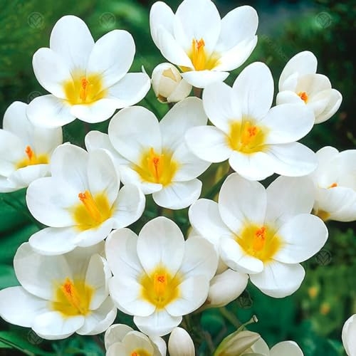 15 bulbes de Crocus chrysanthus ‘Ard Schenk' | Circonférence 5/+ cm | Bulbes provenant des meilleurs producteurs néerlandais | Sélection exclusive et contrôle qualité | Floraison garantie.