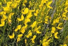 10 Semi di TRM075 spagnolo Ginestra (Spartium junceum)