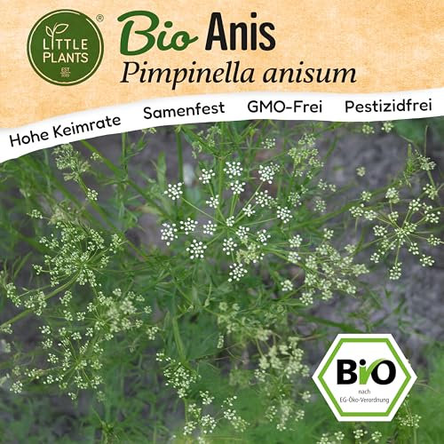 Little Plants BIO Anis Samen 200 Anissamen Kräutersamen Samenfest für Kräutergarten Kräuter Samen Küchenkräuter für Küche, Balkon und Garten