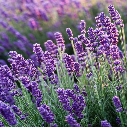 100 semillas de lavanda morada
