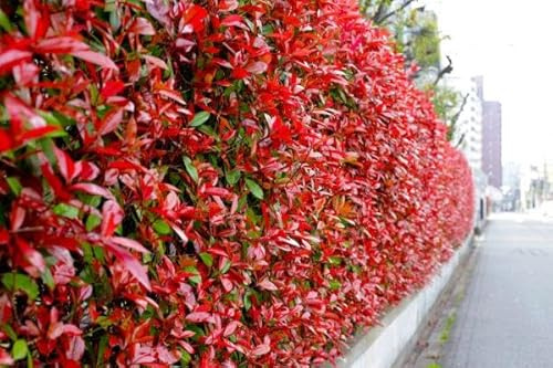 5st. Photinia 'Red Robin' 120-150 cm | immergrün, winterhart, schnellwachsend | roter Austrieb | ideal für Hecke oder Solitär | im Topf | Glanzmispel
