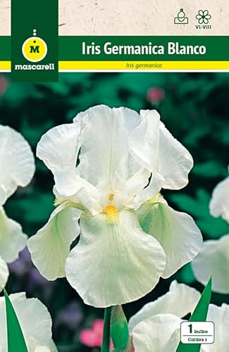 Mascarell Semillas, IRIS GERMANICA BLANCO, Semillas Bulbosas, Bulbos de Flores Primavera Fácil de Cultivar, Bolsa 1 Bulbo