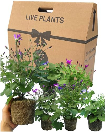Senetti Plants Live for Planting - 6 Large Garden Ready Plants 1ltr Pot Size. Well Rooted & Established Pot Bedding, Adding Flower Colour to Containers, Baskets, Patios & Beds. Mixed Coloured Flowers