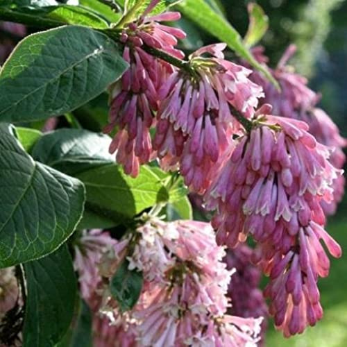 Vivai le Georgiche - Pianta vera di Syringa reflexa Syringa komarowii subsp. reflexa Lillà - vaso Ø 23 cm - altezza alla vendita 80-100 cm