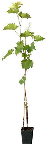Erdbeertraube Isabella rote pilzfeste sehr frostharte Weinrebe 60-90 cm im Topf