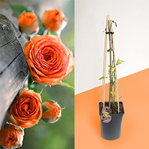 1 Fragrant Outdoor Climbing Rose Bush in Pot Flower Garden Plant Shrub - Orange