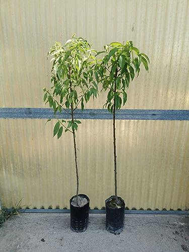 Piante di Pesco, Pesco Noce, Platicarpa. Foto Reali. Piante da 3 anni (Pesca Noce Indipendence)