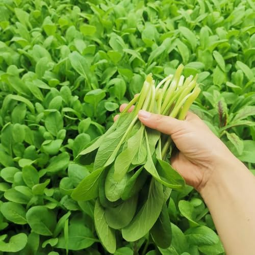 Semillas de pak choi, col con mostaza china de jardín, resistentes, longevas decoración rara Camas elevadas el jardín trepadoras del 150pcs