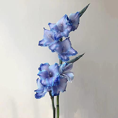Generic 10 Stück Gladiolen Zwiebeln Blau - Gladiolus Exotische Zimmerpflanzen Garten Pflanze Winterhart Bienenfreundliche Balkon Pflanze Hydroponik Blumenzwiebel