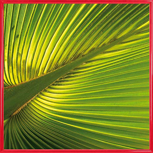 1art1 Palmas Póster Impresión Artística con Marco (Plástico) - Hoja De Palmera De Cáñamo (40 x 40cm)