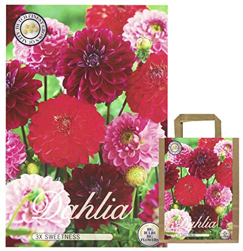 Fleurs d'été, dahlias, bulbes, mélange de dahlias, mélange de couleurs au choix, pour l'été, tubercule, bulbe de fleurs, fleurs multicolores (3 x dahlias sweetness)