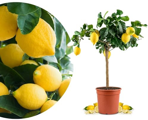 Meine Orangerie Sizilianischer Zitronenbaum - Carrubaro Zitrone – Citrus Limon 'Feminello Carrubaro' – Rarität aus Sizilien - große, aromatische Früchte - perfekt für Balkon & Terrasse (Topf Ø 22cm)