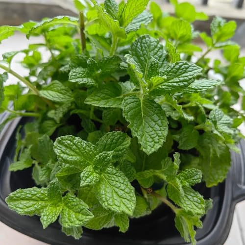 semi di menta verde, menta marocchina, resistente in vaso da giardino biologiche giardino roccioso all'aperto da roccioso interno copertura del terreno 200pcs