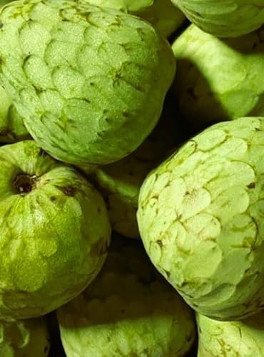 15 semillas de Chirimoya (Annona cherimola)