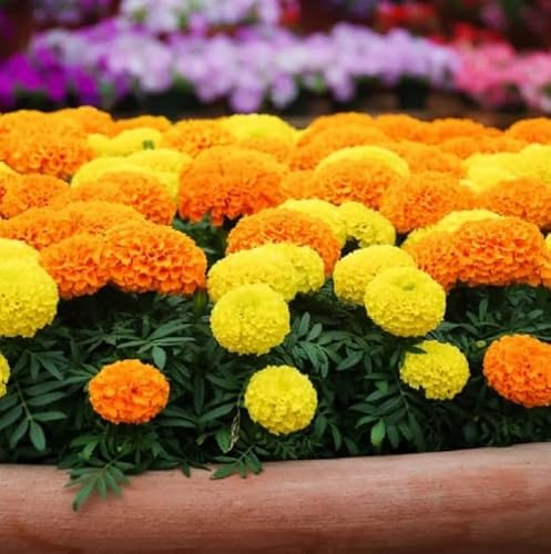 Tagetes Patula Sobre de Semillas DECOALIVE de Flor de Tagete