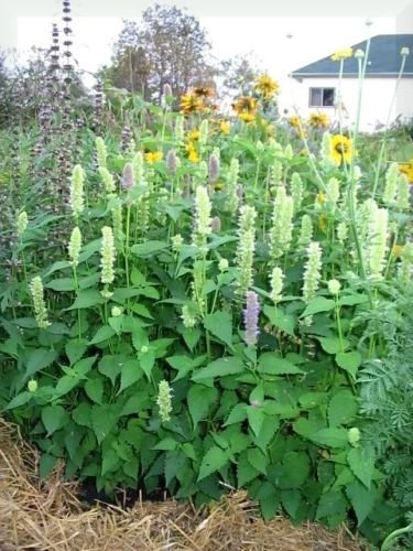 100 graines de fleurs d'herbes géantes d'hysope jaune Agastache Nepetoides * plat S/H