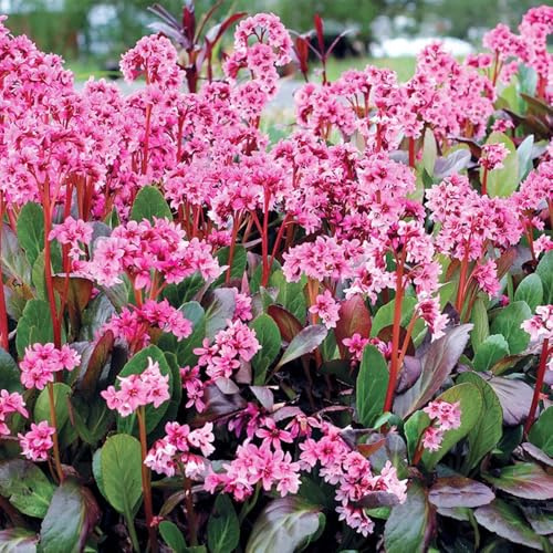 semillas de bergenia de medicinales, balcón de bergenia, silvestres, balcón 25pcs