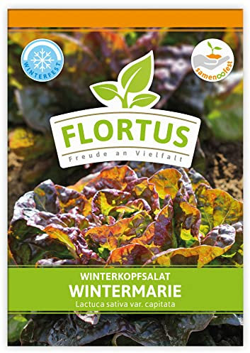 FLORTUS Winterkopfsalat Wintermarie | Gemüsesamen | Salatsamen | Kopfsalatsamen | Wintergemüse | Samen zur Anzucht für Garten, Balkon, Küche & Fensterbank