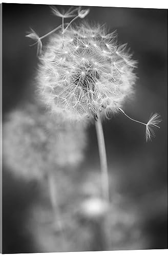 Posterlounge Pusteblume Schwarz/Weiß Acrylglasbild von Julia Delgado 50 x 70 cm Grau Wandbilder Wanddeko
