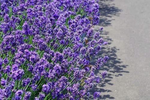 Lavande vraie - Lavandula angustifolia Hidcote 100 Graines