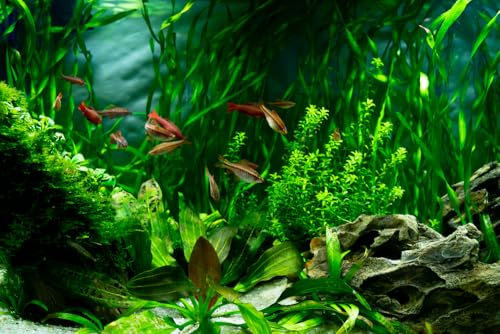 PPUK Mixed Amount of No Lead (25 Weighted Aquarium Plants (5 Bunches))