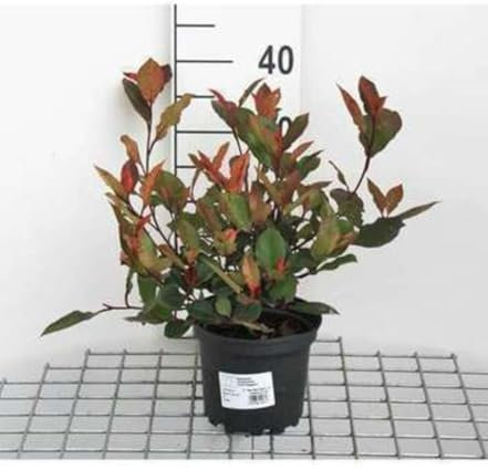 Photinia fras. 'Little Red Robin' - Photinia De Fraser 'Little Red Robin' 25-30 cm en pot