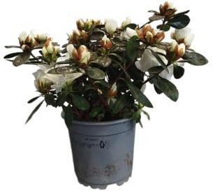 DECOALIVE Planta con Flor Natural – Azalea Blanca para Casa, Oficina y Balcón