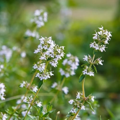 Semi di maggiorana, resistenti per il giardino Origano majorana, Semi di perenni balcone del giardino esotiche 100pcs