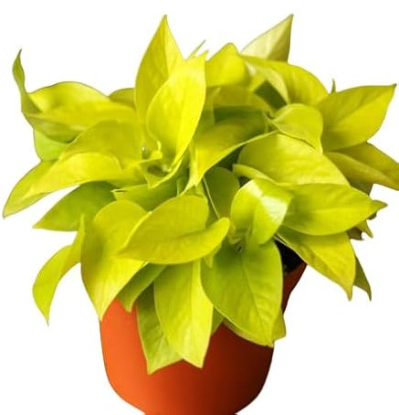 Poto Amarillo Natural Planta Exótica de Interior con Hojas Colgantes y Fácil Mantenimiento