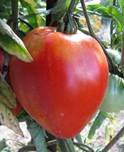100 graines de tomate boeuf coeur Seb0062