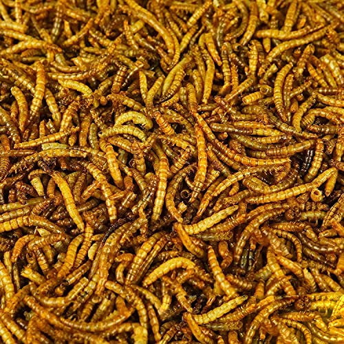 BusyBeaks Vermi Essiccati - Trattamenti Di Alimentazione Di Alta Qualità Per Uccelli Selvatici Da Giardino. (10KG)