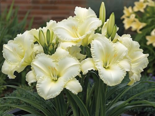 Resistente- Hemerocallis de raíz vertical - -Decoración paisajística para terraza y jardín- - /【CXXFGFT】.-3 bulbos-E