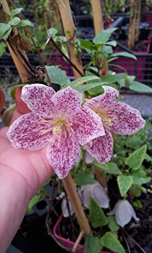 Clématite cireuse cirrhosa Freckles