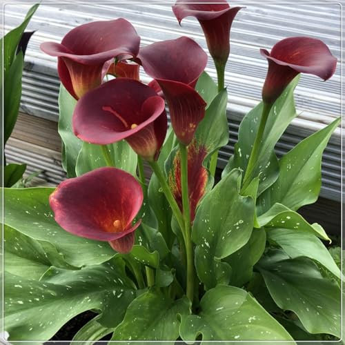 Calla Lily Bulbs-Calla Lily Plant Calla Lily Bulbs for Planting Now UK,Wedding Flowers,Hardy Perennial,Plant Bulbs,Garden Flowers-6bulbs-b