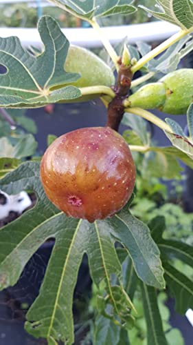 Ficus carica 'Précoce de Dalmatie' / Figuier 'Précoce de Dalmatie' / Conteneur de 5 à 6 litres/Baliveau Fruitier