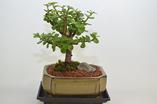 Mini Jade (Money Plant) Broom Style, 5 Years Old