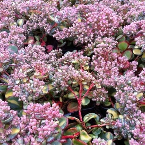 6x Orpin 'Mediovariegatum' – Sedum sieboldii ‘Mediovariegata’ – Godet 9x9cm | Feuillage panaché, floraison rose