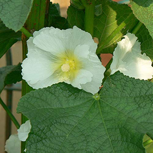 6 x Rose trémière 'Alba' - Alcea Rosea - Godet 9x9 cm - Fleurs blanches, hautes tiges