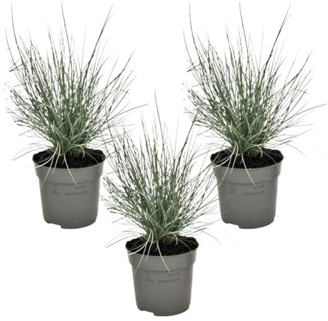 Plant in a Box - Festuca 'Elijah Blue' - 3er Set - Ziergräser Winterhart Mehrjährig Hoch - Topf 9cm - Höhe 10-15cm