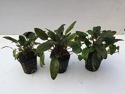 Cryptocoryne Tropica vattenbägare, akvarieväxter 5 krukor