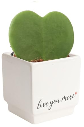 Costa Farms Hoya Heart Live Plant in Decorative Pot, Easy to Maintain Succulent Indoor Houseplant, Perfect for Home, Room, or Office Decor, Great House Warming or Birthday Gift, 5 Inches Tall